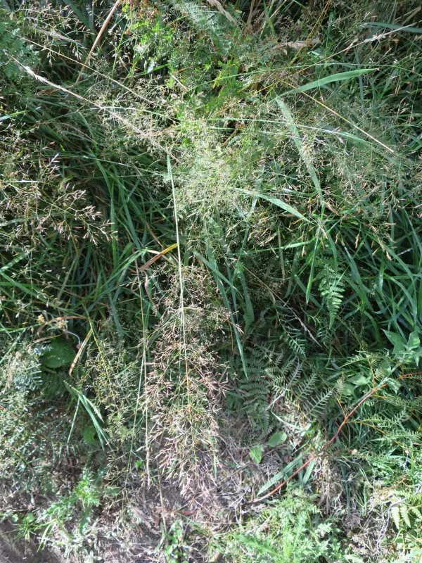 Highland bentgrass