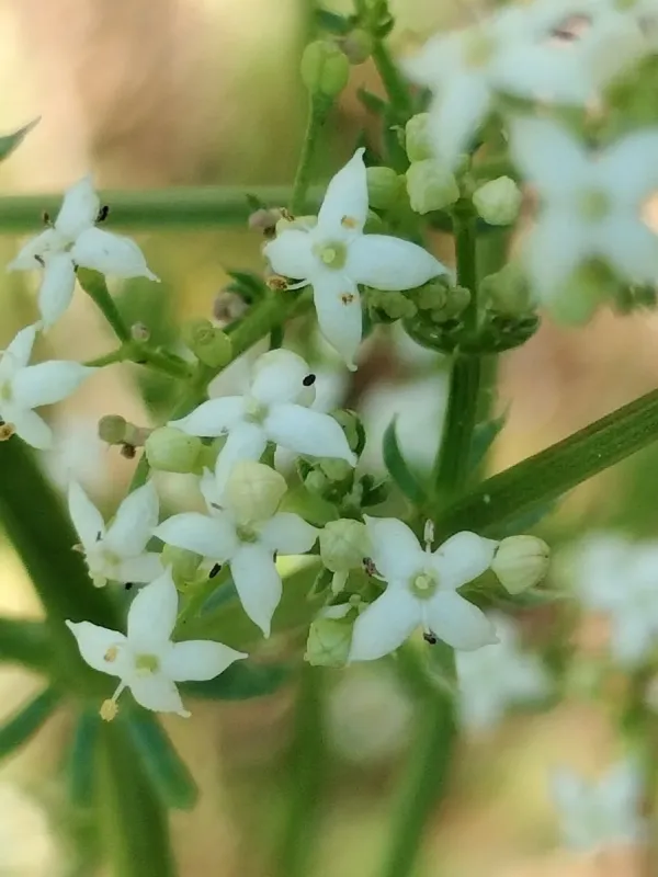 Підмаренник блискучий