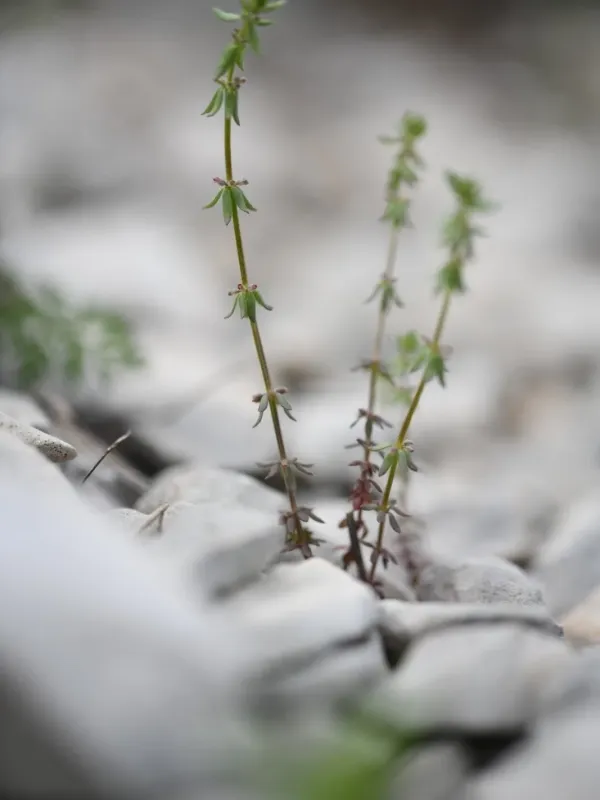 Whorled bedstraw