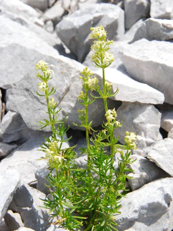Galium montis-arerae