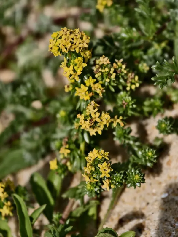 Sand bedstraw