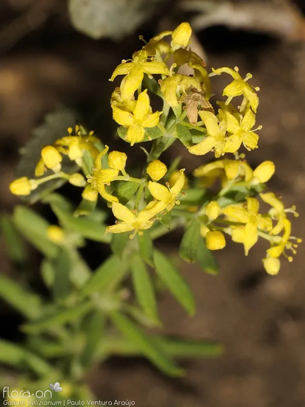 Galium belizianum