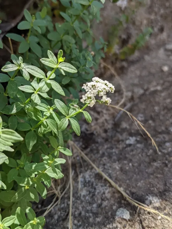 Galium broterianum