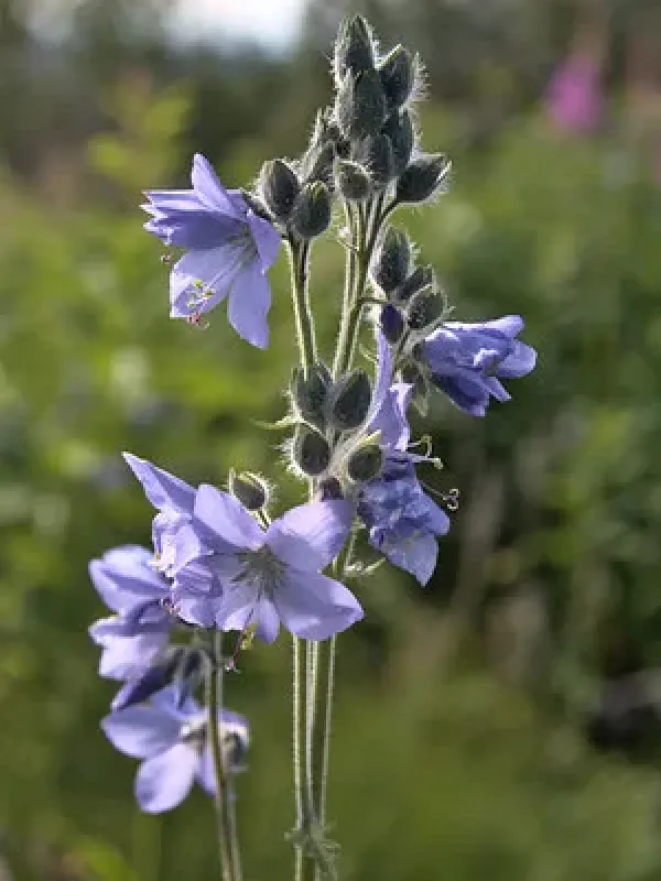Polemonium acutiflorum