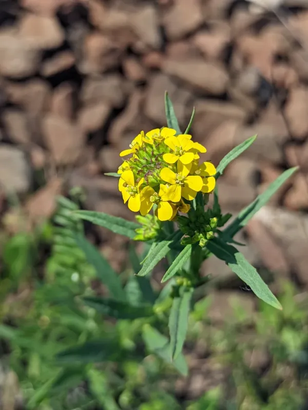 Erysimum hieraciifolium