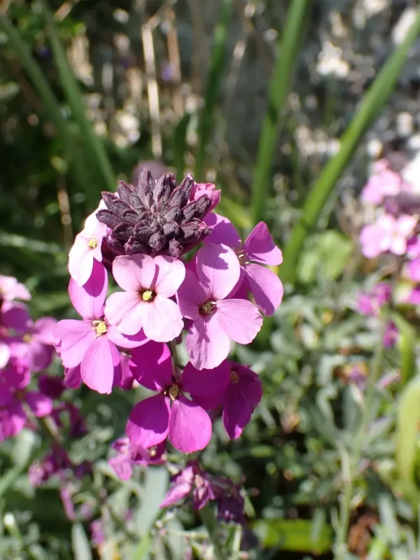 Wallflower (Erysimum linifolium)