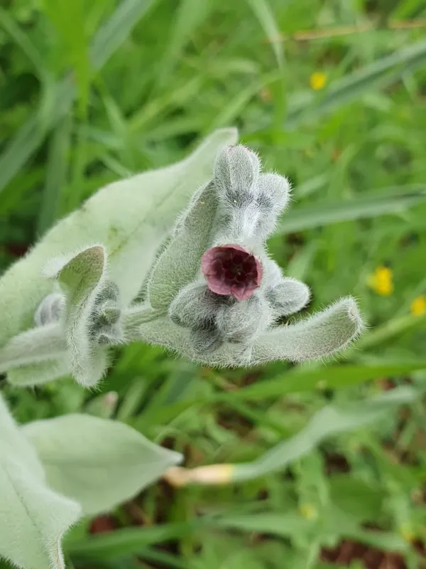 Cynoglossum columnae