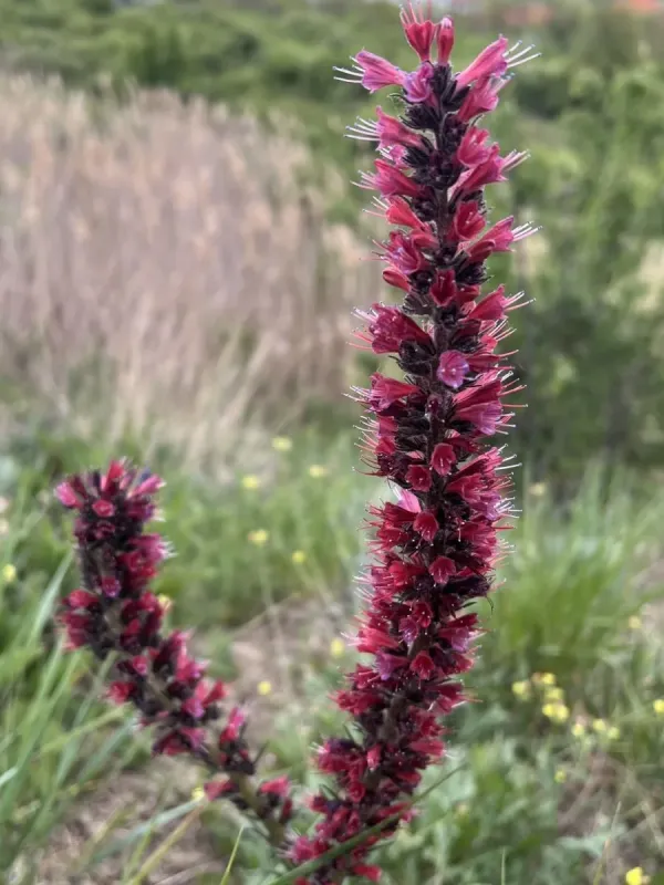 Viper's bugloss