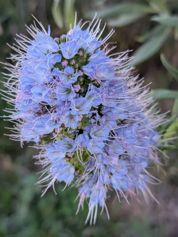 Pride of Madeira