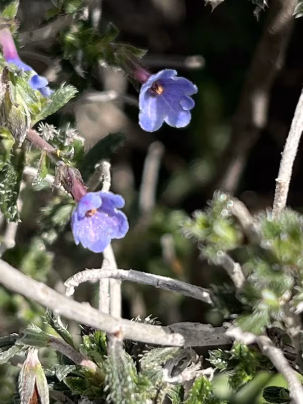 Lithodora hispidula