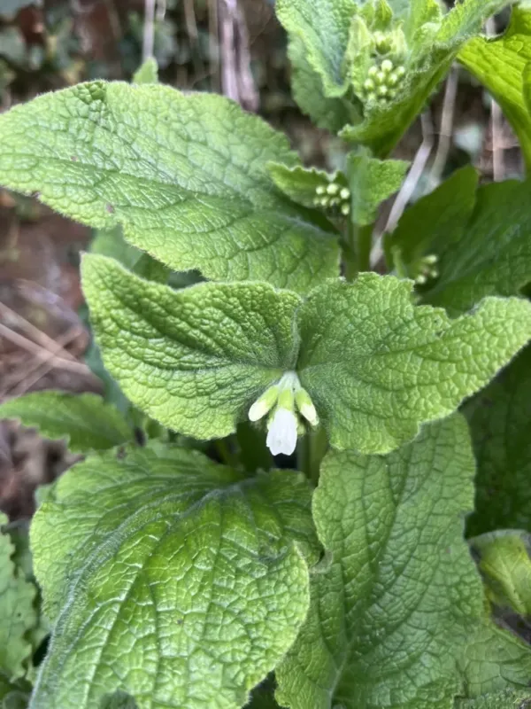Eastern comfrey