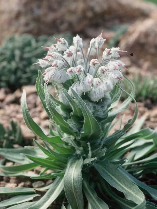 Rindera graeca