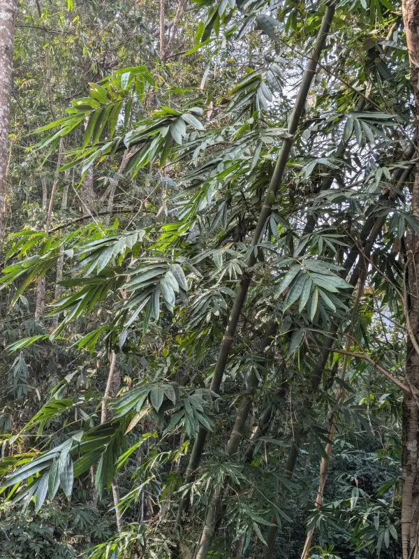 Dendrocalamus hamiltonii