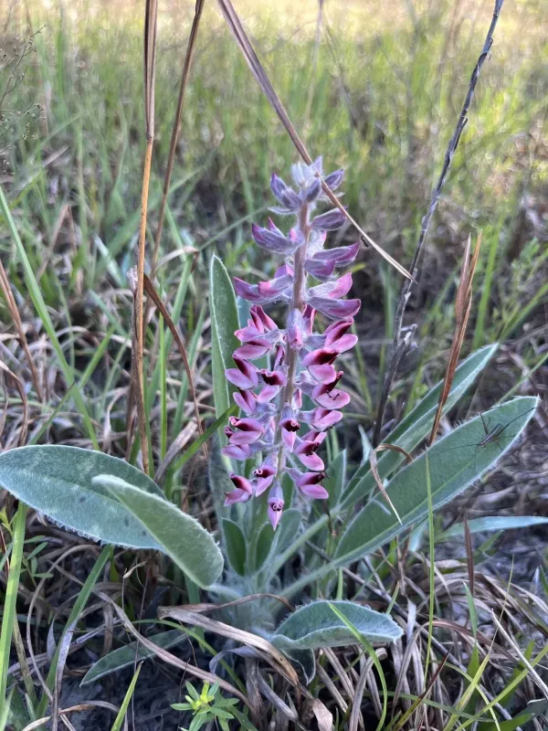Hairy lupin