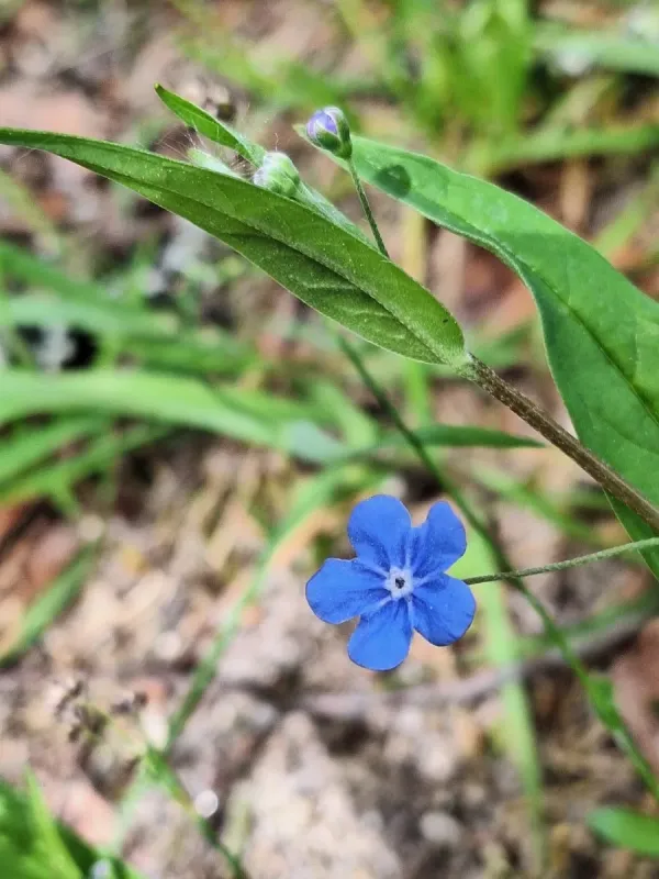 Omphalodes nitida
