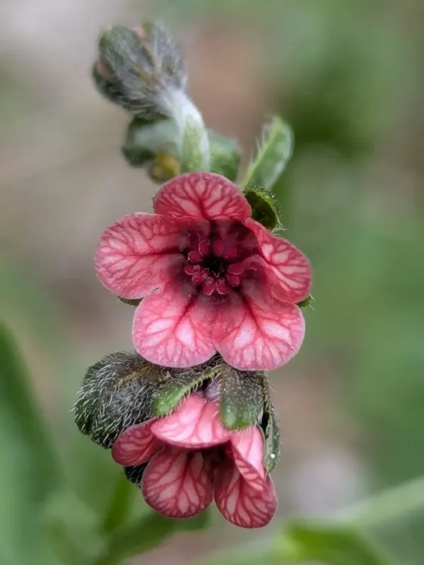 Cynoglossum pustulatum