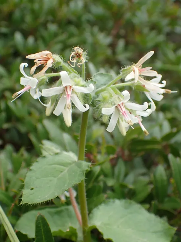 Cretan Comfrey