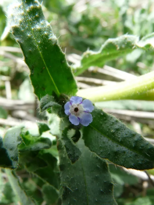 Nonea micrantha
