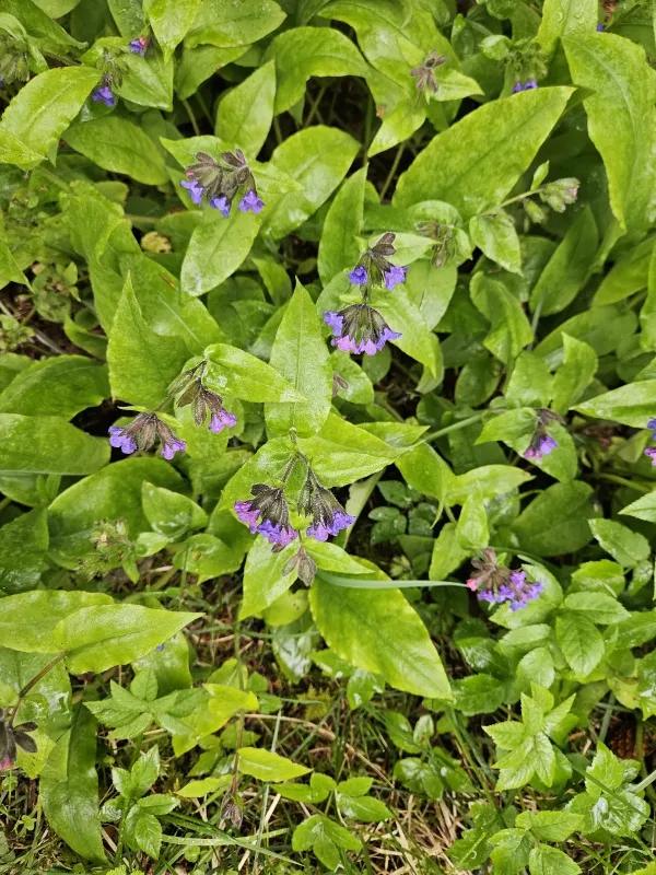 Mountain lungwort