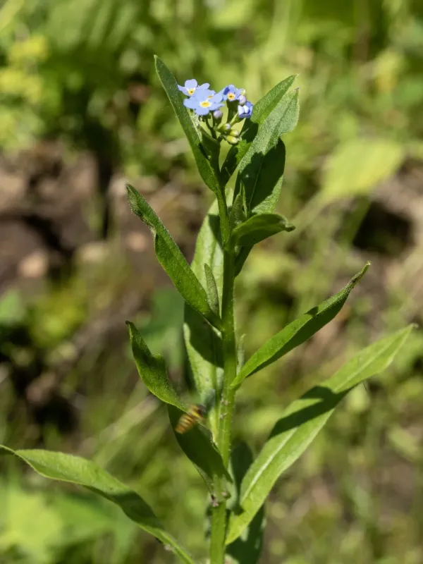 Myosotis lamottiana