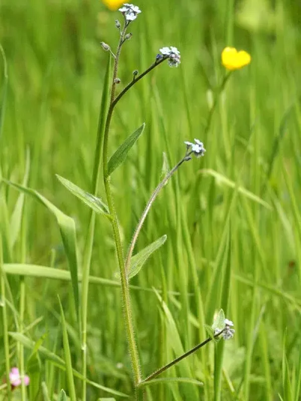 Wood forget-me-not