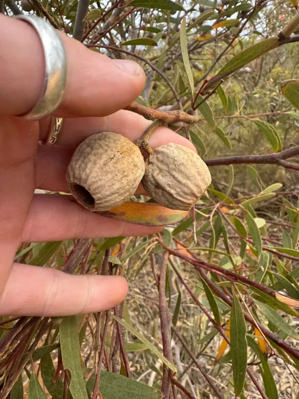 Irby's Eucalyptus