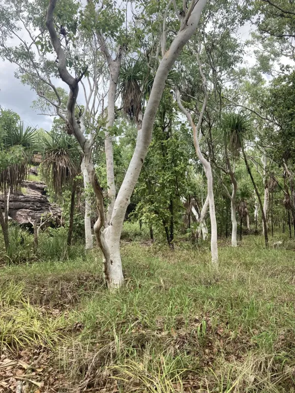 White eucalyptus