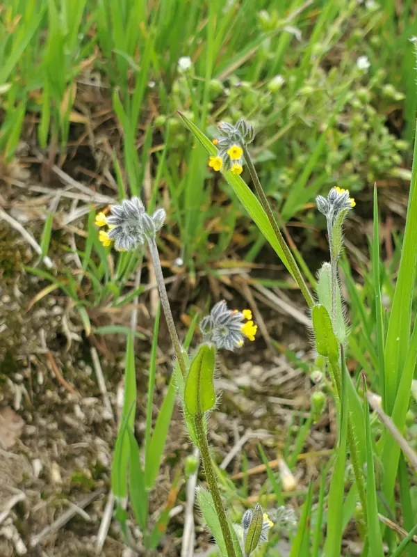 Myosotis balbisiana