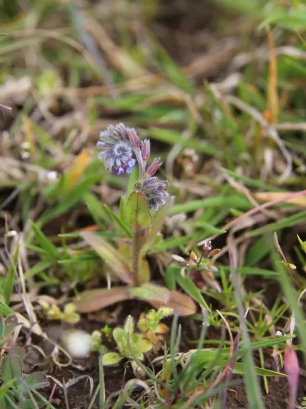 Myosotis congesta