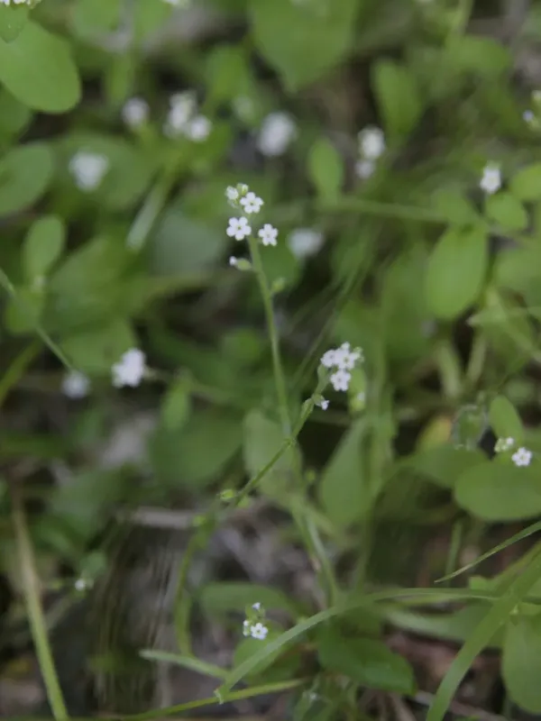 Cave forget-me-not