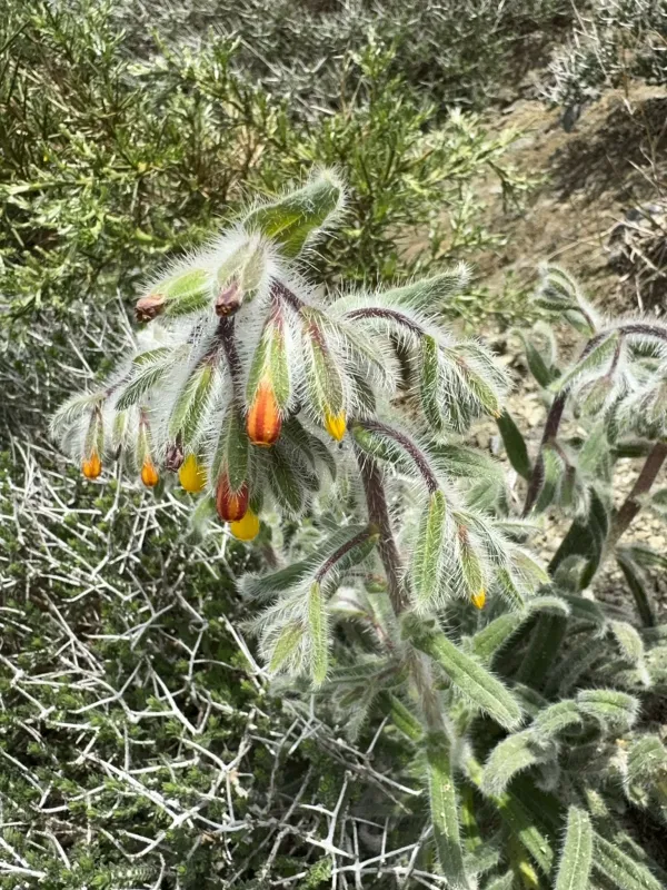 Onosma graeca