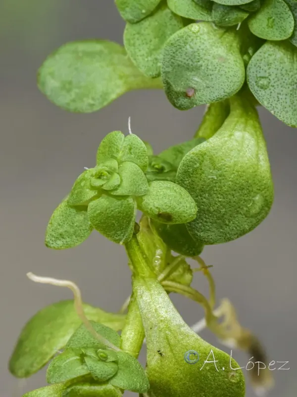 Callitriche cribrosa
