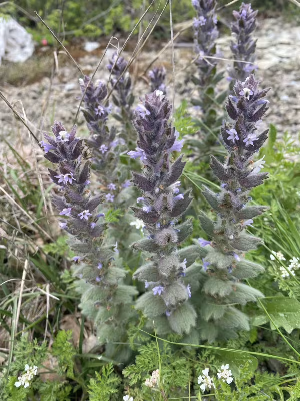 Oriental bugle