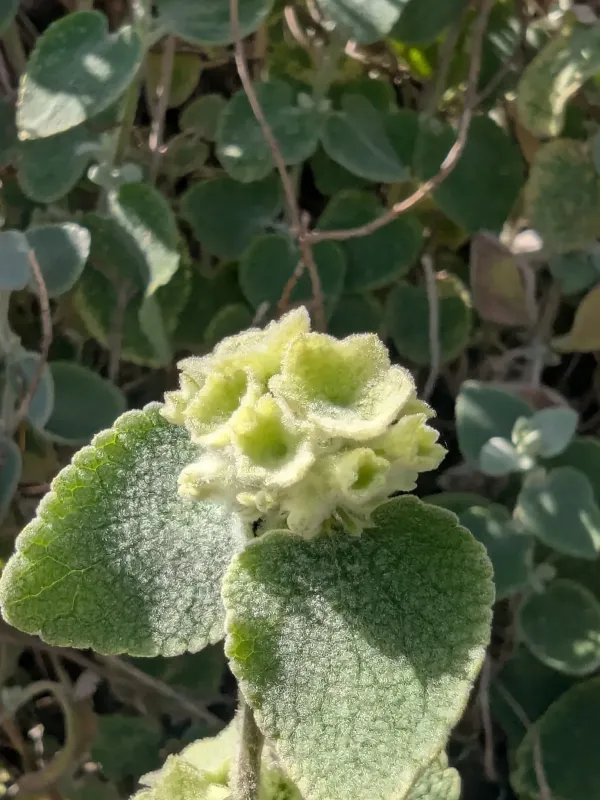 Garden horehound