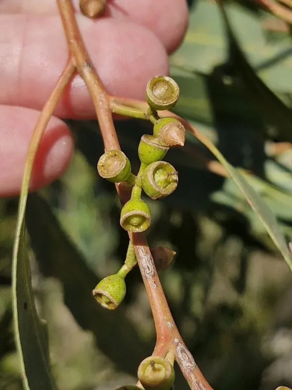 Eucalyptus bridgesiana