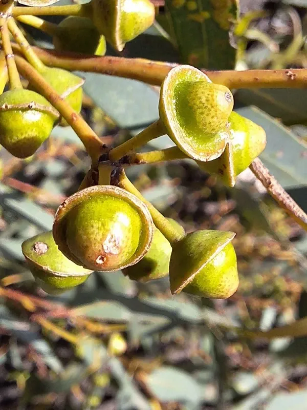River red gum