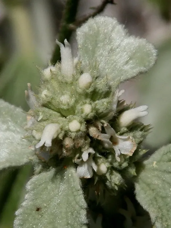 Velvet horehound
