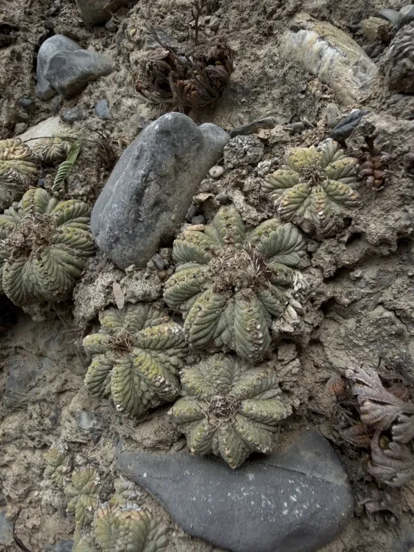 Aztekium ritteri