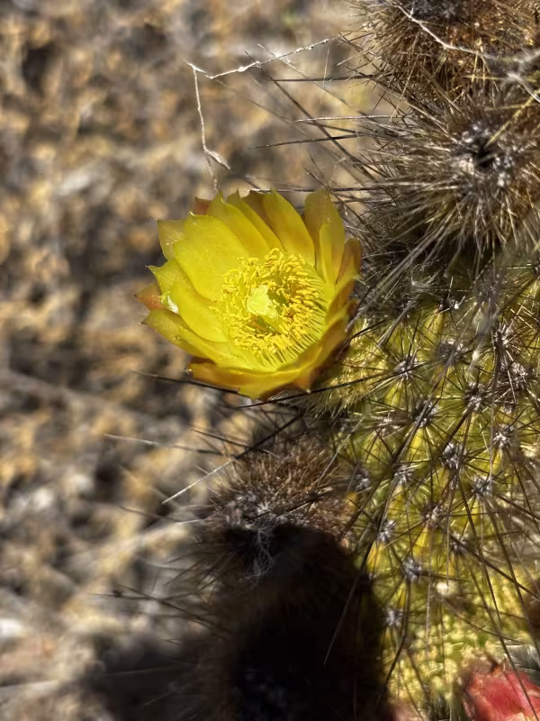 Bergerocactus emoryi