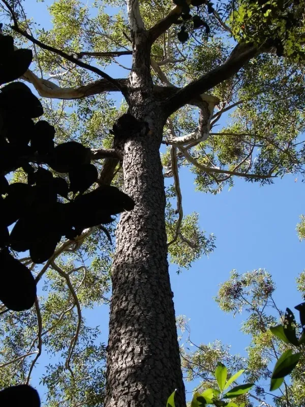 Eucalyptus cloeziana