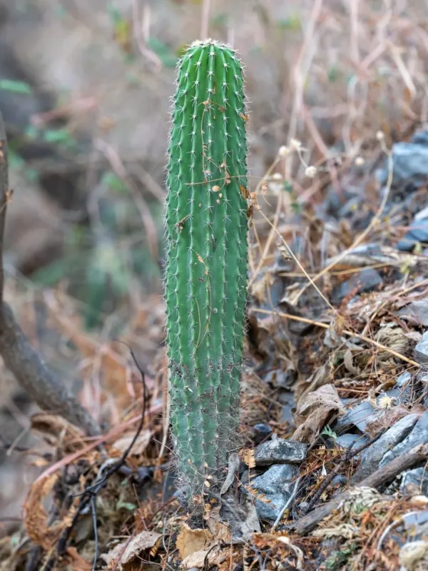 Neobuxbaumia