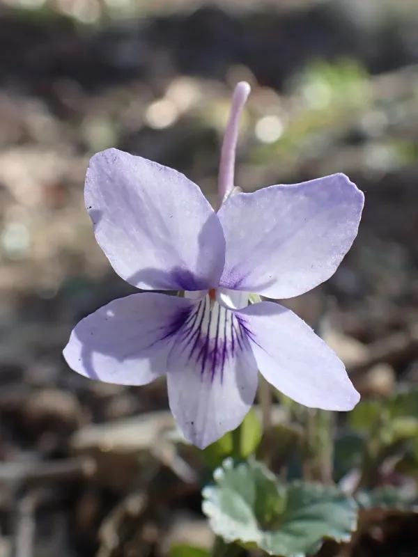 Long-spurred violet
