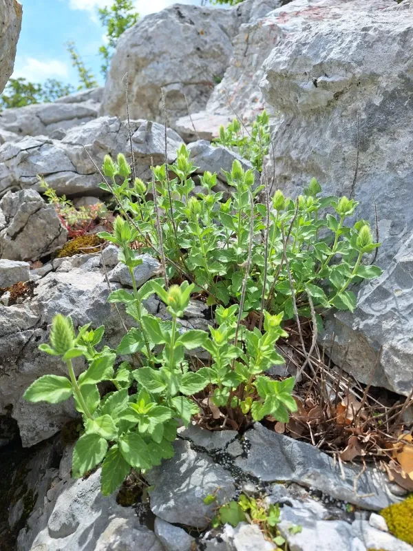 Arduin's germander