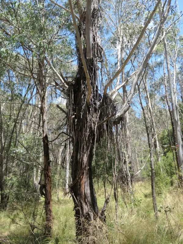 Eucalyptus delegatensis