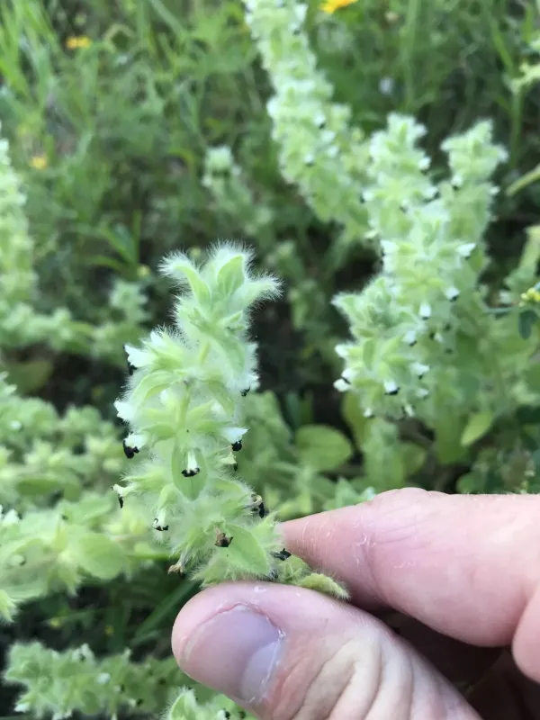 Sideritis lanata