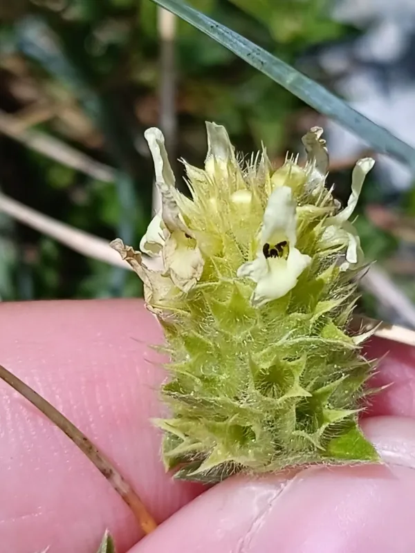 Sideritis peyrei