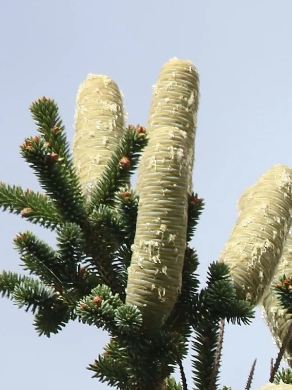 Algerian fir