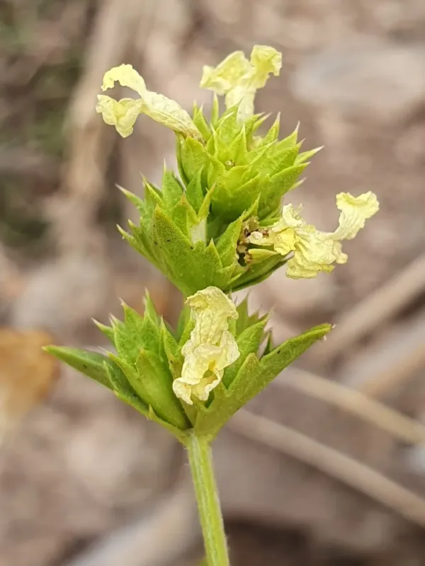 Sideritis incana