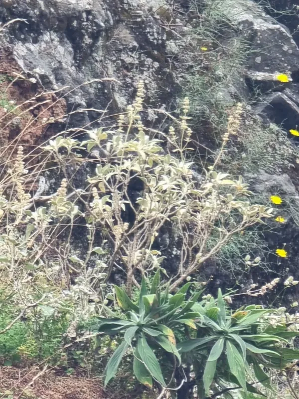 Sideritis candicans
