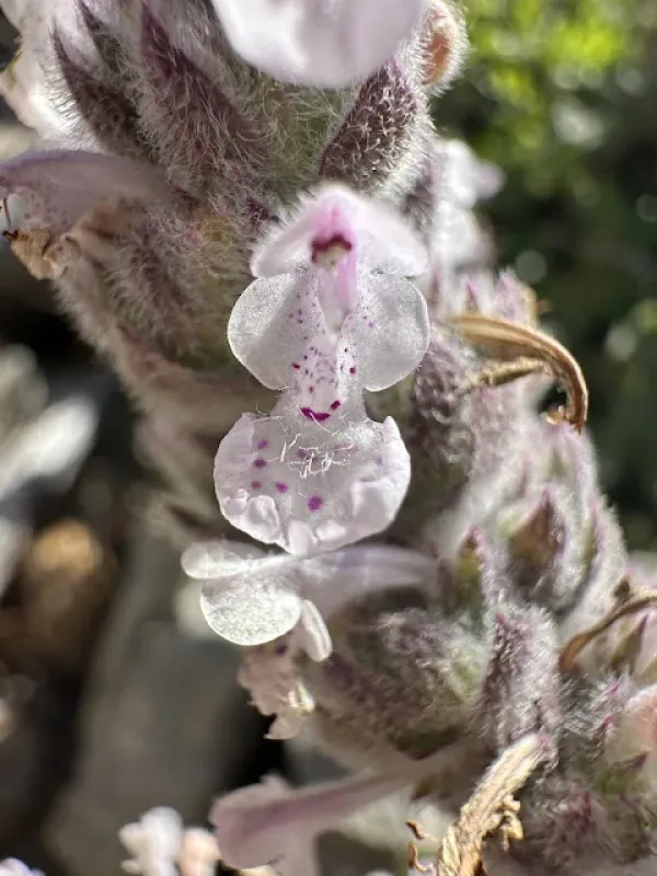 Garlic catnip